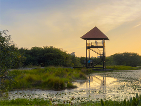 Birds Watching Tower